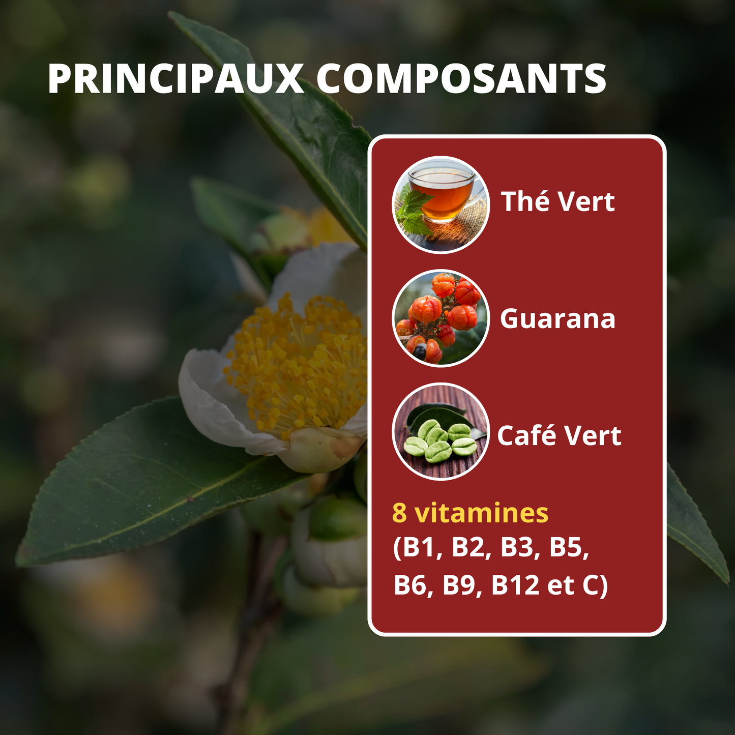 FOREVER THERM  « BRÛLEUR DE GRAISSES »